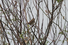 Acrocephalus dumetorum