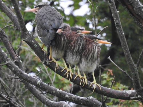 Green Heron photographed in Virginia