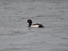 Aythya fuligula