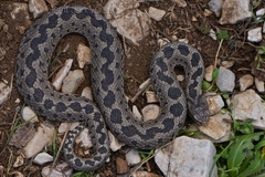 Anatolian Meadow Viper photo 3