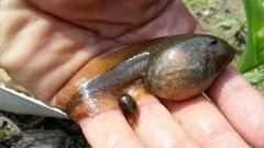 Pelobates fuscus insubricus