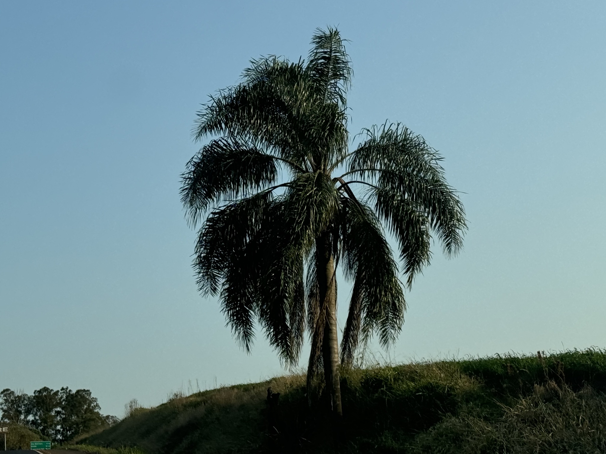 Syagrus romanzoffiana