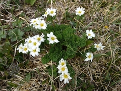 Callianthemum sajanense