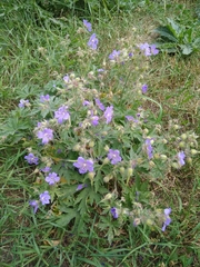 Geranium pratense