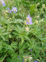 Geranium pratense