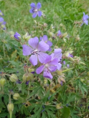 Geranium pratense