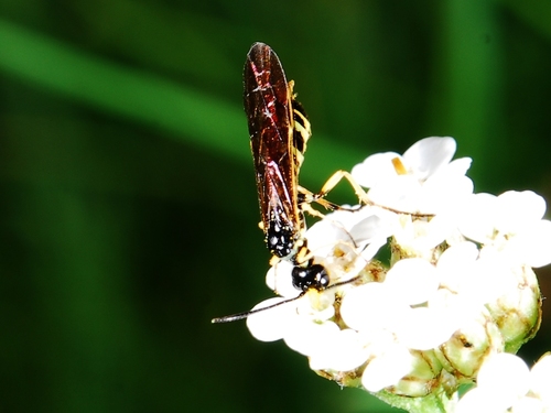 iNaturalist observation photo of Stem Sawflies