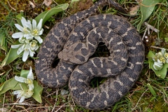 Mount Bulgar Viper photo 2