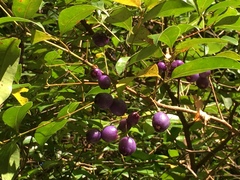 Syzygium francisii