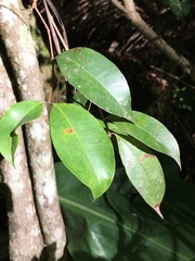 Syzygium francisii