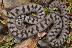 Vipera berus barani