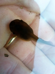Pelobates fuscus insubricus