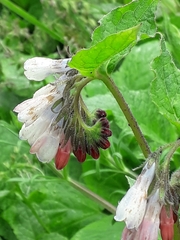 Symphytum × hidcotense