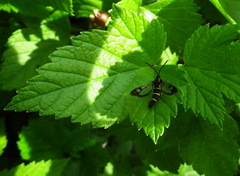Synanthedon tipuliformis