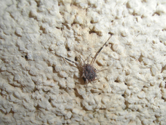 Lacinius horridus