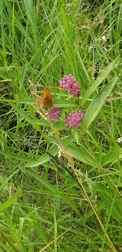 swamp milkweed
