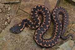 Vipera kaznakovi