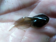 Pelobates fuscus insubricus