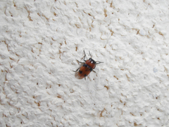 Coptocephala