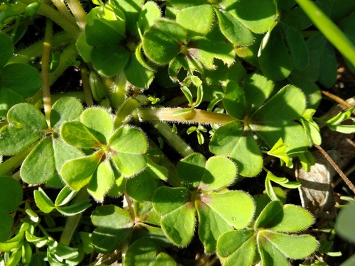 Image of Squashed Sorrel (Oxalis compressa) by (c) De Waal Hugo, some rights reserved (CC BY)