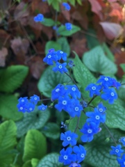 Brunnera