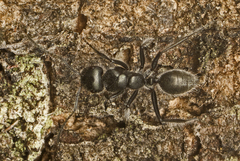Calomyrmex