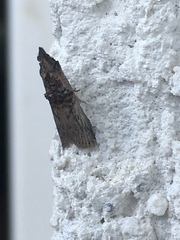 Nephopterix angustella