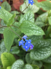 Brunnera
