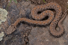 Montivipera raddei