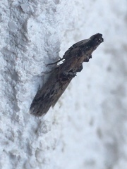 Nephopterix angustella