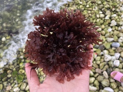 Chondrus