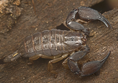 Hormurus