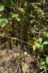 Arum korolkowii