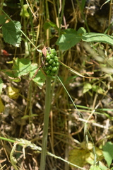 Arum korolkowii