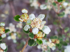 Spyridium coactilifolium