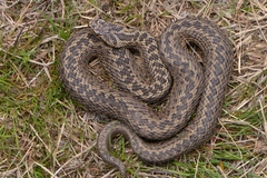Vipera eriwanensis