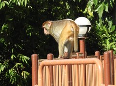 Macaca mulatta