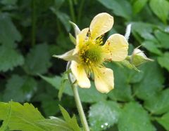 Geum × meinshausenii
