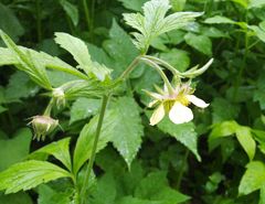Geum × meinshausenii