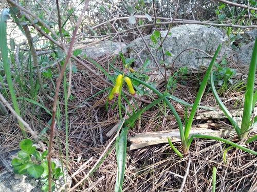 Lachenalia aloides