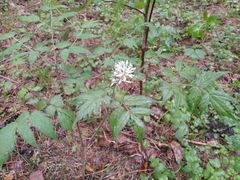 Actaea erythrocarpa