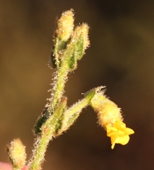 Hermannia stipulacea