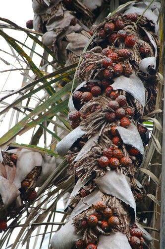 Foto de Palmeira-ráfia
