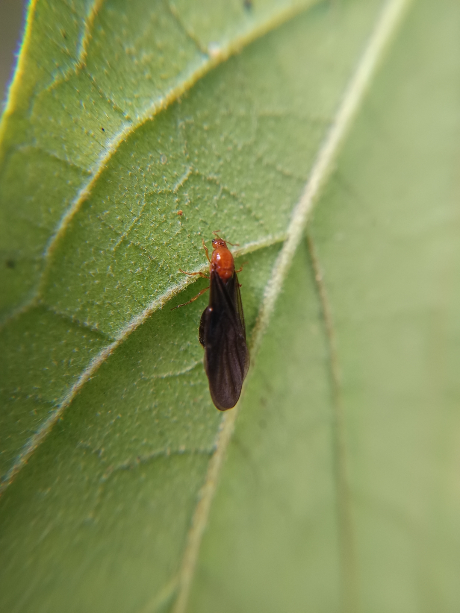 Solenopsis condei