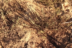 Hermannia stipulacea