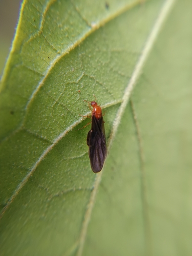 Solenopsis condeiSolenopsis condei