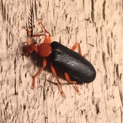 Neopyrochroa flabellata