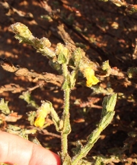 Hermannia stipulacea