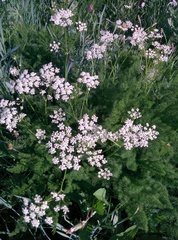 Meum athamanticum