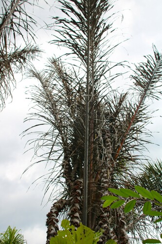 Foto de Palmeira-ráfia